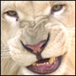 lesja